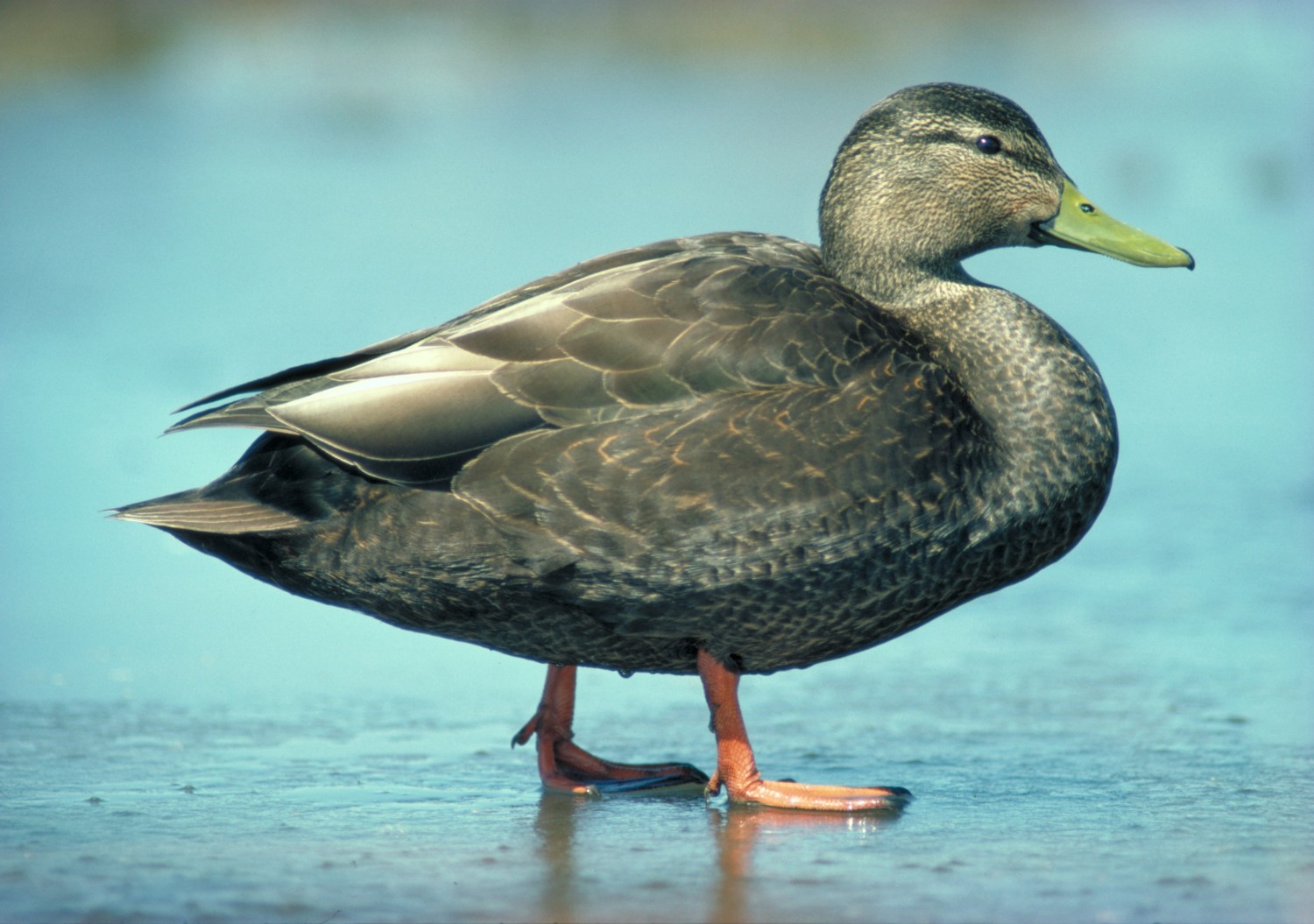 Duck ID: 10 Common Species - DUC Migration Week