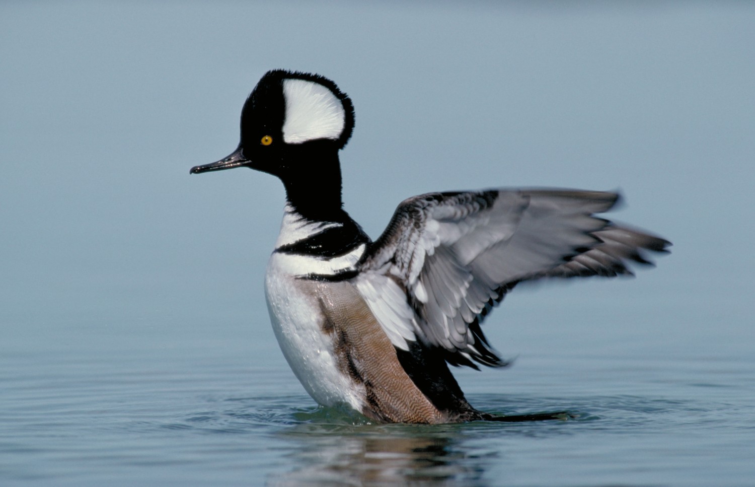 Duck ID: 10 Common Species - DUC Migration Week