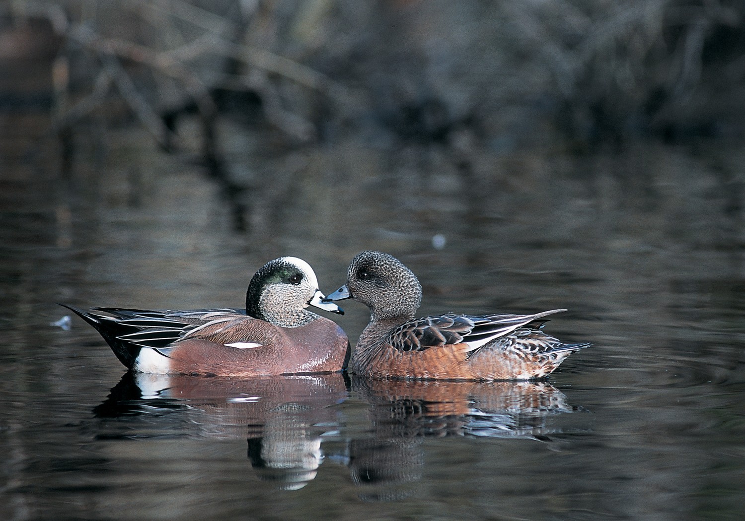 Duck ID 10 Common Species DUC Migration Week